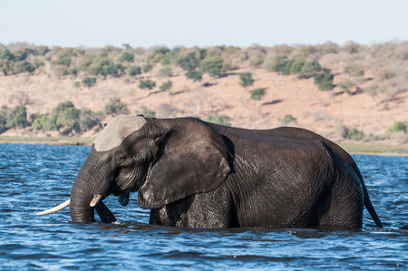 Elephant crossing the Chobe river from the island to the main land.の写真素材
