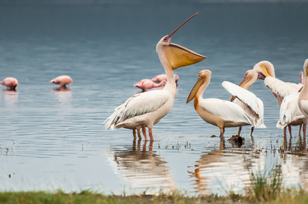 A pelican at Lake Nakuru in Kenya with his bill wide open while facing the other pelicans. It looks like he is addressing them all about something important.の写真素材