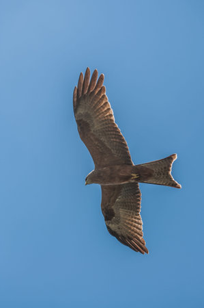 A Kite in the air, hovering an gliding over the small lake inside the ngorongoro crater in Tanzania.