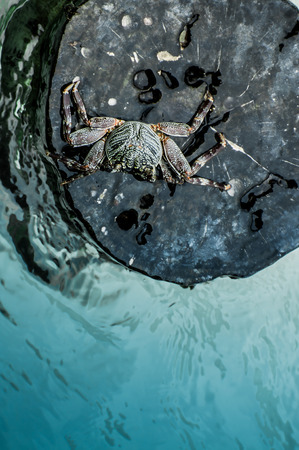 A crab on a planted wooden log in the ocean surounded by water viewed from the top.の写真素材