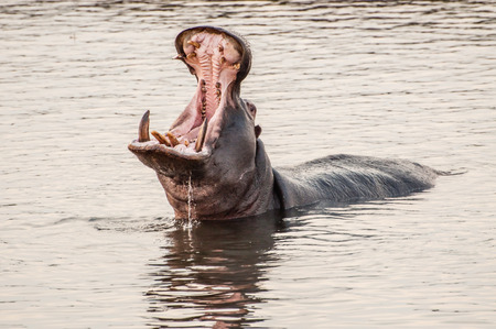 A hippopottamus in the water yawning with his mouth wide open, revealing his huge canine teeth.の写真素材