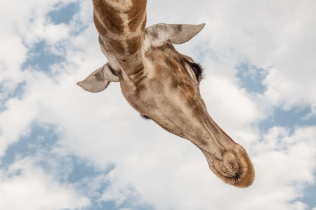 Close up photo of the neck and face of a giraffe.の写真素材