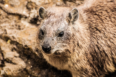 Rock Hyrax in natural rocky environment.の写真素材