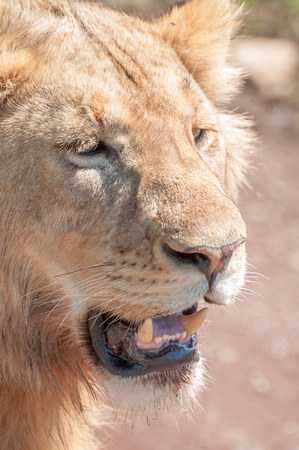 Portrait of  a lion with mouth slightly open, revealing canines.の写真素材