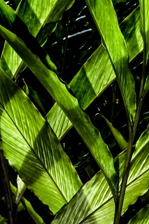 Leaves of tropical plant in highlight and shade creating lines and shapes.の写真素材
