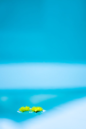 Two yellow daisy flowers floating on water, one next to the other. The yellow of the daisies constrasting with the blue of the water.の写真素材