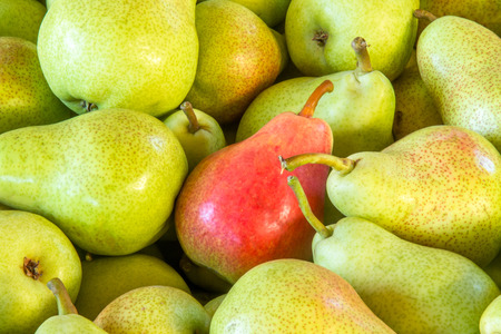 Harvested Rosemary pears ready for the market.の写真素材