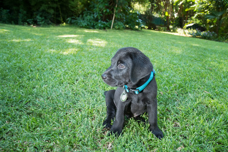 Labrador puppy eating food and drinking water outside on the lawnの写真素材
