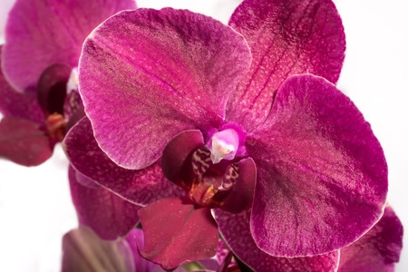 Up close view of the flower of an orchid.の写真素材