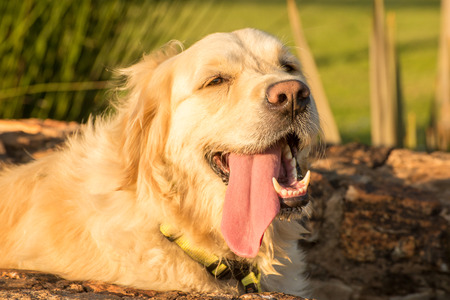 A thirsty and tired Golden Retriever lies in the water channel with her tongue hanging out of her mouth.の写真素材