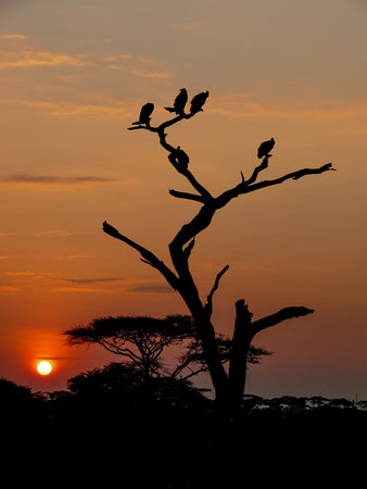 Sunset in the Serengeti behind a dead tree, occupied by vultures.の写真素材
