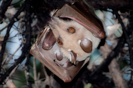 A Fruitbat hanging upside down in a tree during the day. A signle ear of her litter can be seen,...