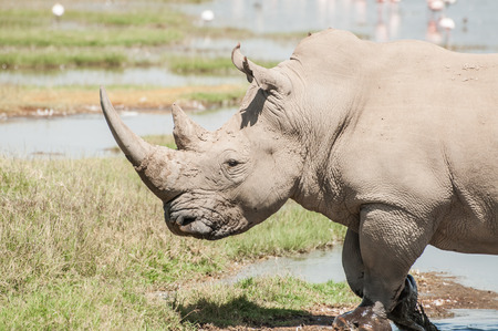 A white rhinoceros walks through the shallow waters of the edge of lake Nakuru in Kenyaの写真素材