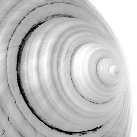 An abstract close up photo of a conch on a white background in black and white, with emphasis on lines shape, texture and form.の写真素材
