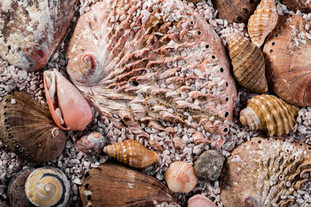 Differents sizes of abalone shells, all mixed with ohter small types fo shells slightly submerged in...