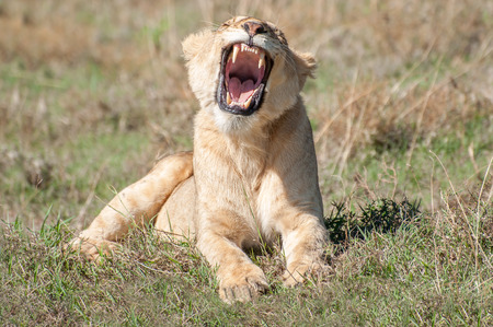 A female lioness lies in the short grass in the Ngorongoro Crater in the early morning sun and while taking a big yawn.の写真素材