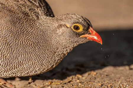 An up close view of a common quil as it picks for food from the sand in low morning sunlight.の写真素材