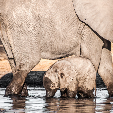A baby elephant stands in front of it's mother in the water.の写真素材