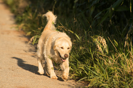 Golden Retriever walks along gravel road by corn fields as she returns with a tennis ball in her mouth.の写真素材