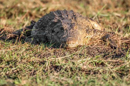 A Nile crocodile lie in the late afternoon sun on the banks of the Chobe River in Botswanaの写真素材
