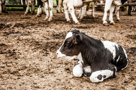 A Jersey Calf lies on the ground in the camp by the stalls with only the legs of the old cows seen in the background.の写真素材