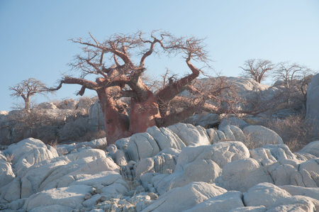 A baobab tree stands among white granite rocks on Kubu Island in the Makgadikdadi salt pan of Botswanaの写真素材