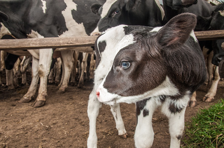 A jersey calf stands outside the fence behind wich all the other cows are keptの写真素材