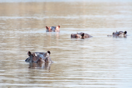 Portrait of a Hippopotamus looking towards the viewer from inside the water as the rest of the pot rest behind it.の写真素材