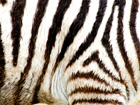 A close view of the stripes of a young zebra with furry hair.の写真素材