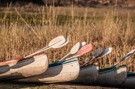 Several fibre glass kayaks lie on the bank of the river in front of long grass, ready to be used.の写真素材