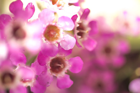 Small pink flowers viewed from up close.の写真素材
