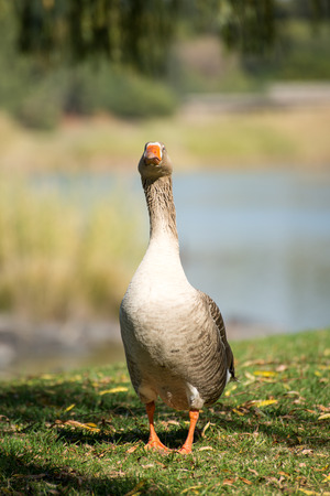 A male goose walks along the river bank on the green grass on a summer morning.の写真素材