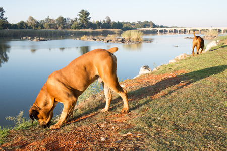 Two Boerboel dogs walk along the river bank andcuriously sniff at things that might interest them.の写真素材