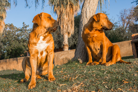 Two Boerboel dogs sit close to each other on a green lawn on a pleasant summer morning.の写真素材