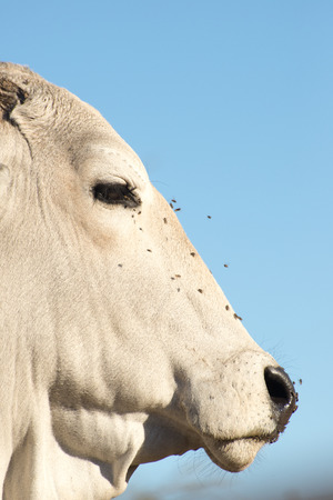 Portrait of a Brahman cow with flies covering her face against the blue sky.の写真素材