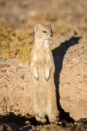 A weary Yellow Mongoose watches nervously from it's burrow for any empeeding danger.の写真素材
