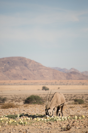 A single oryx eats desert melons in the Namib desert.の写真素材