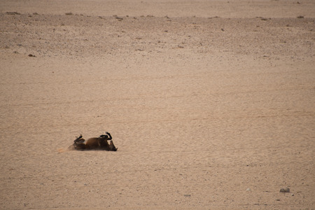 A single wild horse rolls in the sand of the Namib Desert to rid itself of pests.の写真素材