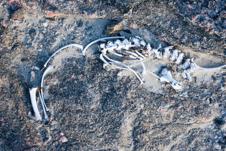 The remains of the skeleton of a seal lie in the sand and rocks.の写真素材