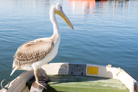 A young pelican sit on the edge of a dingy at Walvis Bay.の写真素材
