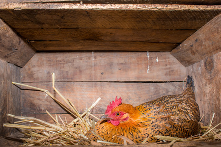 A hen lies in the hay inside a box in the chicken coop.の写真素材