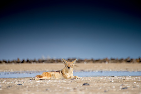 A black back jackal lies on the beach sand in front of a colony of seals at Pelican Point near Walvis Bay in Namibia while looking towards the viewer.の写真素材
