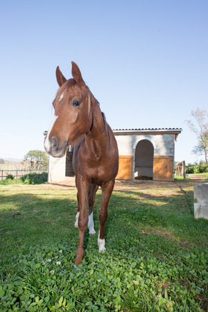 Full length portrait of a brown Arabian horse in front of the horse stables.の写真素材