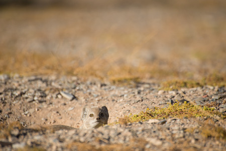 A weary Yellow Mongoose watches nervously from it's burrow for any  danger.の写真素材