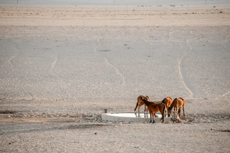 Wild horses drinking water at the dam by the view point in the Namib desert near Aus.の写真素材