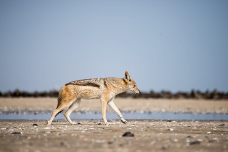 A black back jackal walks along the beach in front of a colony of seals at Pelican Point near Walvis...