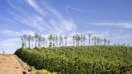 A plantation of pear trees stand in the foreground along a gravel road with a blue sky and white...