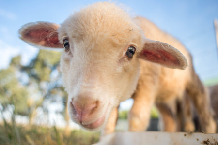An up close portrait of a cute little lamb with big eyes.の写真素材