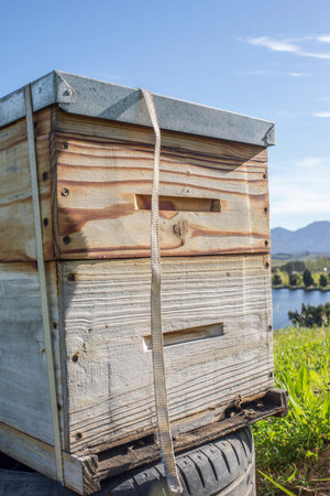 An up close view of  the front of a bee hive in an apple and pear plantation during spring.