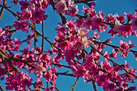 Peach Pink Flowers at sunsetの写真素材